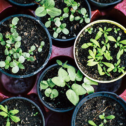 Herbs growing in pots